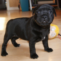 Photo de profil de I m the black bomber , dit : india