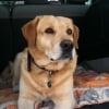 Photo de Bacoom