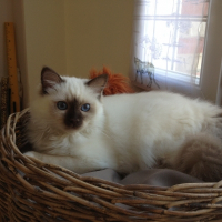 Photo de profil de Havane