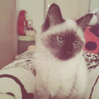 Photo de profil de Simba