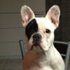 Photo de Gina, Bouledogue Français