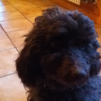 Photo de profil de Frida