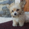 Photo de Goindo, Bichon Maltais