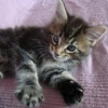 Photo de Loona