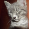 Photo de Gribouille