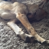 Photo de profil de Harpie