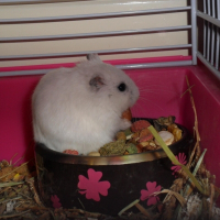 Photo de profil de Bijoux