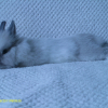 Photo de Flocon