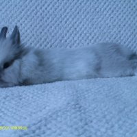 Photo de profil de Flocon