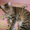 Photo de Reglisse