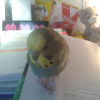Photo de Kioko