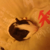 Photo de Mia, Cochon d’Inde