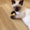 Photo de Yuna, Siamois