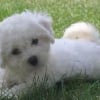 Photo de Buffy