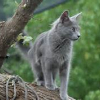 Photo de profil de Blu