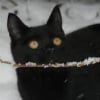 Photo de Boo