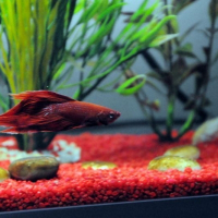 Photo de profil de Mon betta