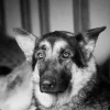 Photo de Foxy