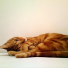 Photo de Tigrou