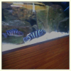 Photo de Aquarium malawi 500l