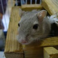 Photo de profil de Slim