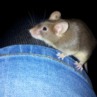 Photo de profil de Canak
