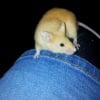 Photo de Caramel