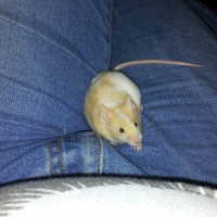 Photo de profil de Cheechoo