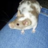 Photo de Drigger