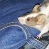 Photo de Papuche