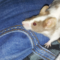 Photo de profil de Papuche