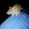Photo de Rapido, Souris