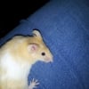 Photo de Razmo