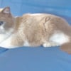 Photo de Harlequin, Ragdoll