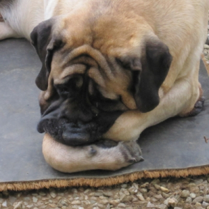 Photo de profil de Cresus