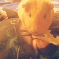Photo de profil de Noisette 