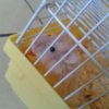 Photo de Hamtaro, Hamster