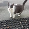 Photo de Minette