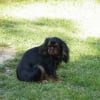 Photo de Félicie , King Charles Spaniel