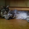 Photo de Isko
