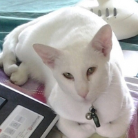 Photo de profil de Bon-saï