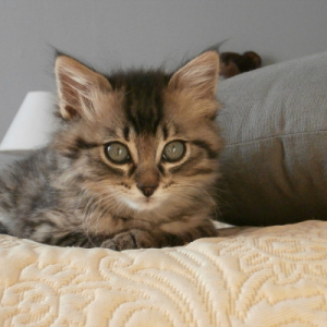 Photo de profil de Dixie