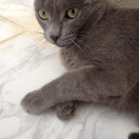 Photo de profil de Arrow