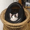 Photo de Chuppa chupps