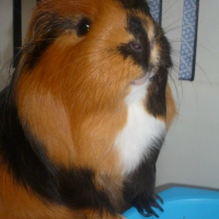 Photo de profil de Calinou