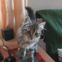Photo de profil de Nala