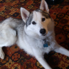 Photo de Snow