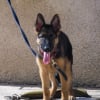 Photo de Phenix, Berger Allemand