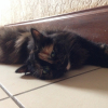 Photo de Myrtille