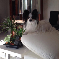 Photo de profil de Bambou